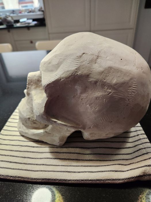 Гипсови череп в реален размер за рисуване