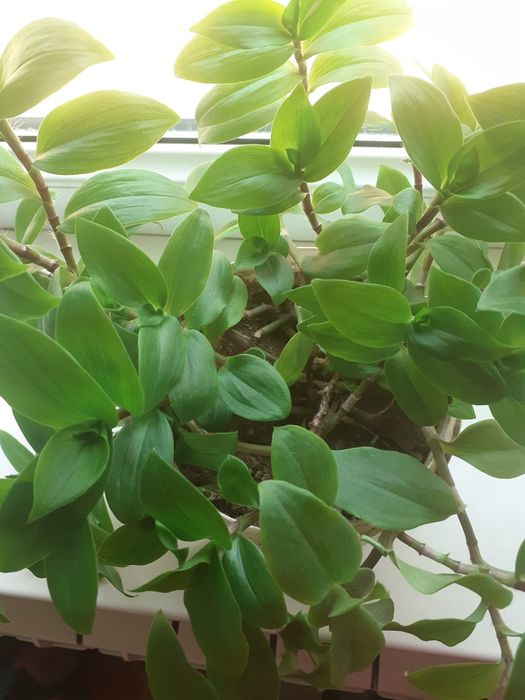 Продаю комнатные цветы