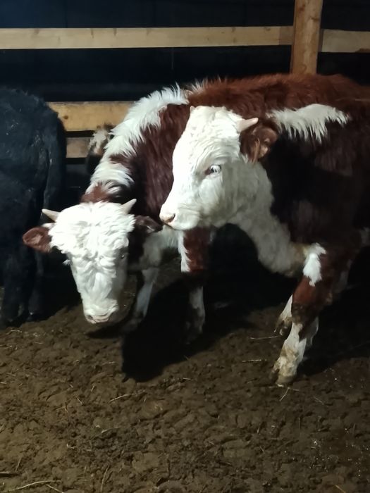 Продаются быки .