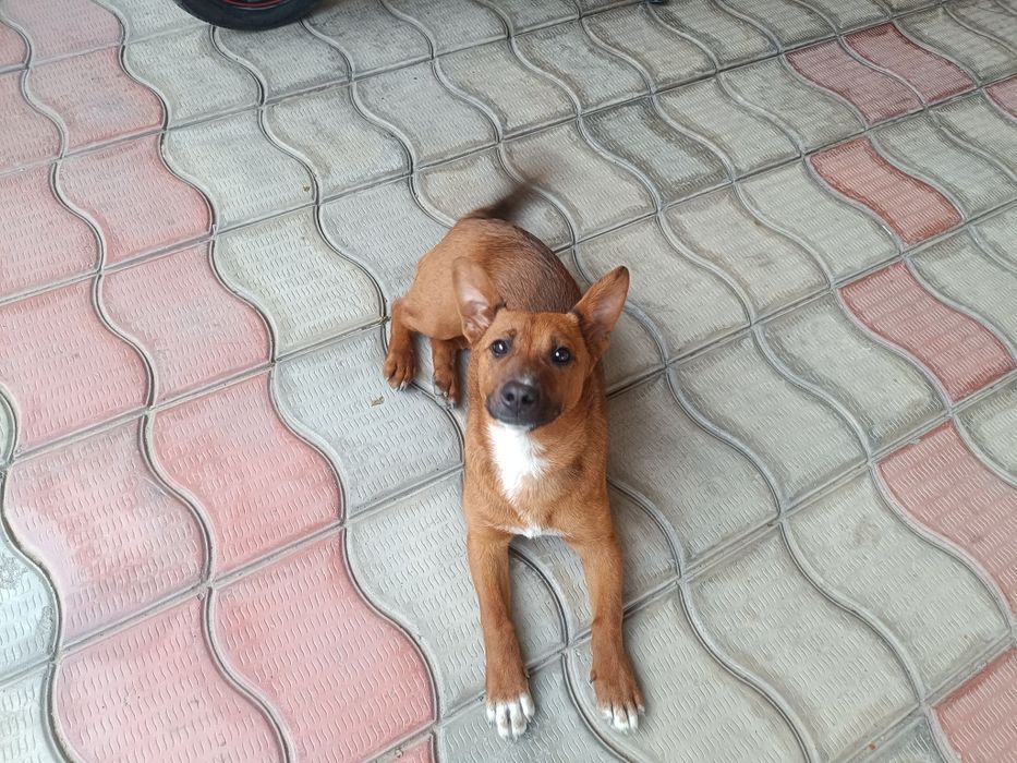 Отдам Собачку маленькую