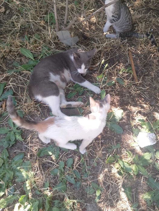 Подарявам малки котета на два месеца
