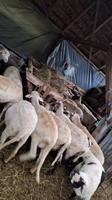 Vand 70 de oi  de tinut