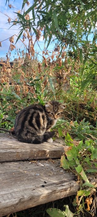 Отдам котёнка в добрые руки