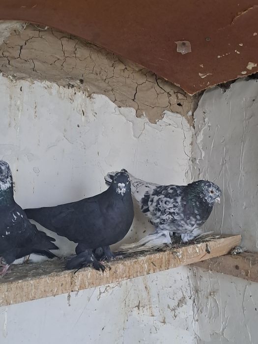 Домашние голуби чилкар