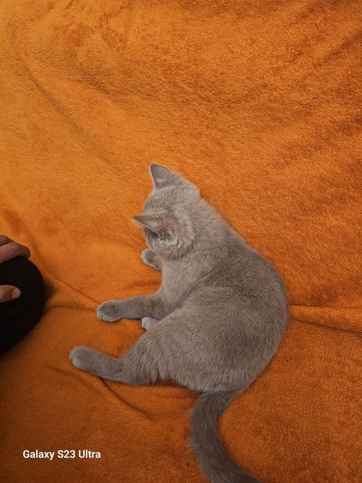 КОШКА пародистая