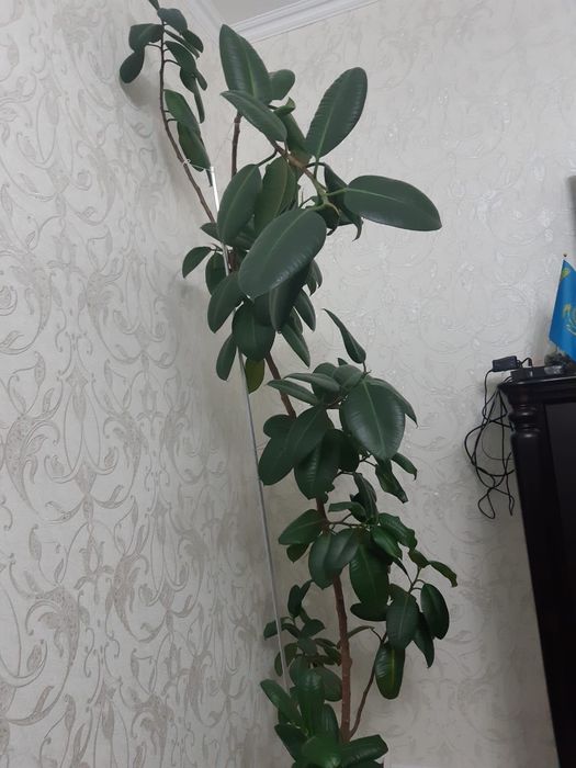 Продам растение Фикус