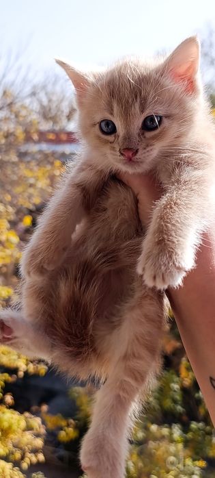 Отдаём Котят бесплатно!