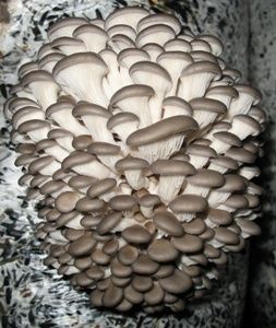 Продаётся грибы вешенка