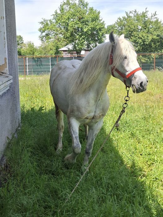 Iapă lipițeancă 8 ani