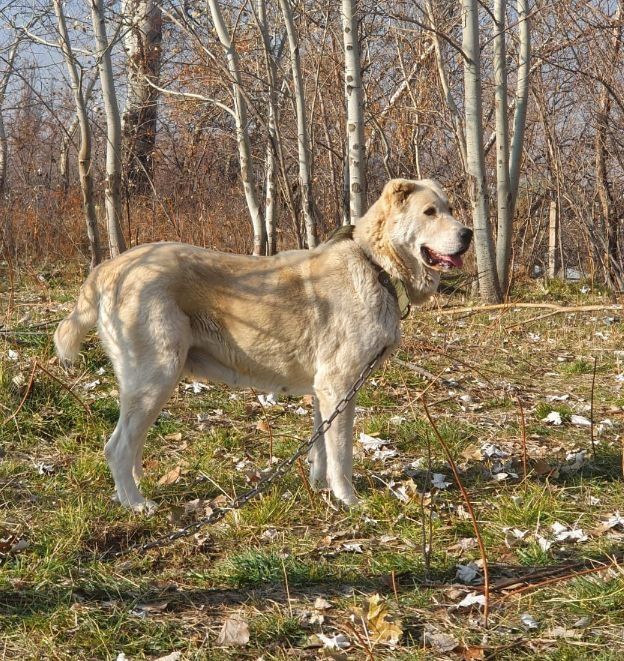 Алабай средний азиат