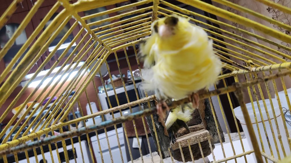 Продавам канарчета