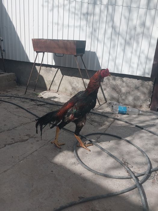 Срочно продам петух
