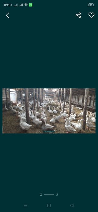 Продам гусят Линда и серые