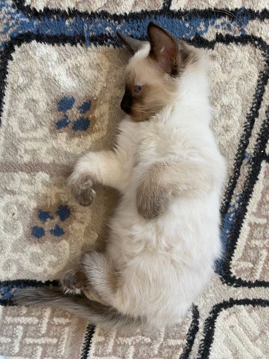 Сиамские чистокровные котята. Приучены к латку.