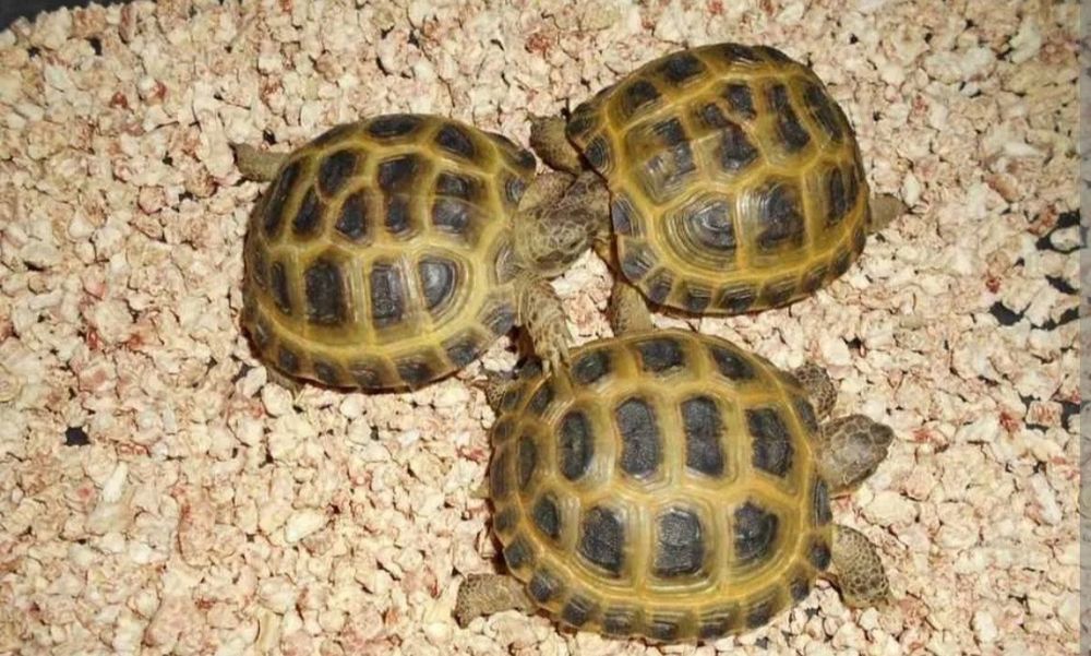 Tashabaqa 50 ming som