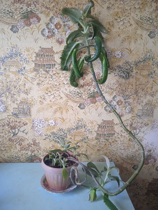 Каланхоэ лечебный.