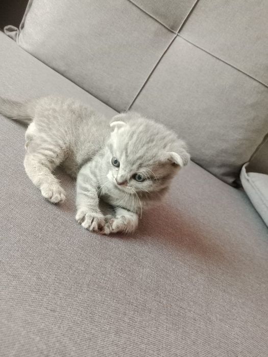 Котенок мальчик шатландско веслоухий
