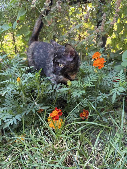 Котенок в добрые м любящие руки