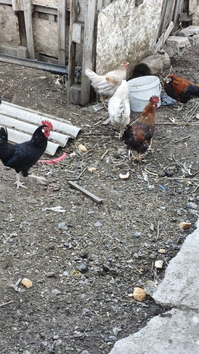 Петухи молодые   .