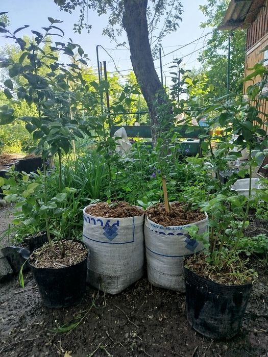 Продам саженцы Голубики