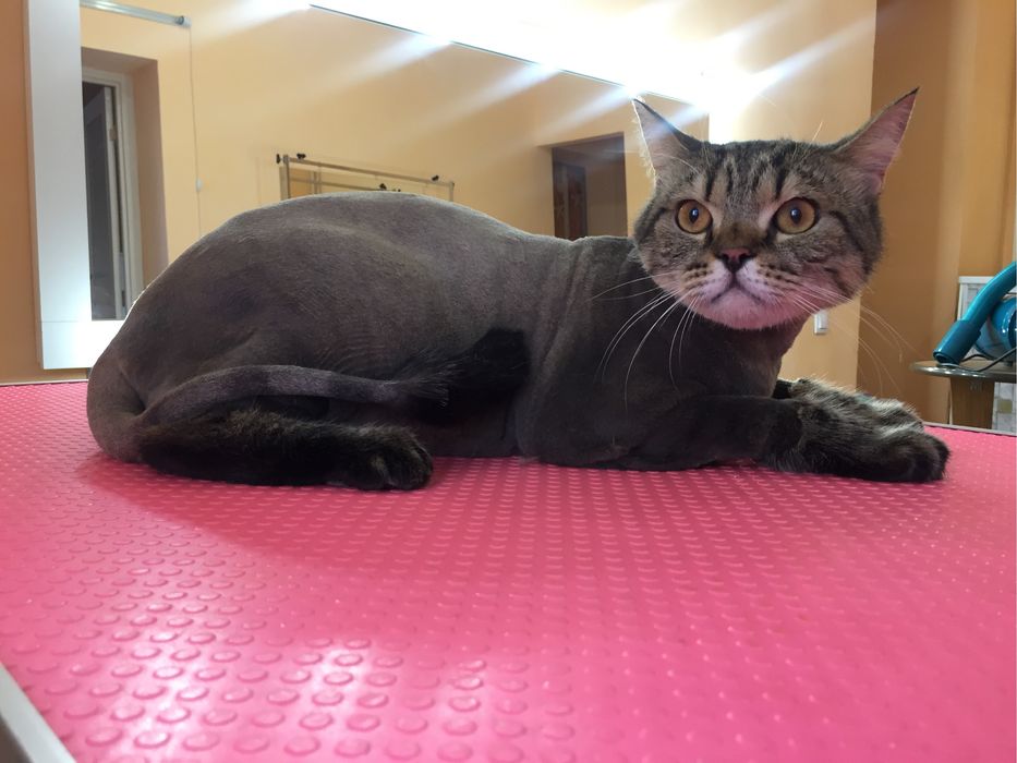 Стрижка кошек без наркоза!