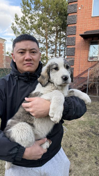 Алабай САО щенята  2,5 мес.