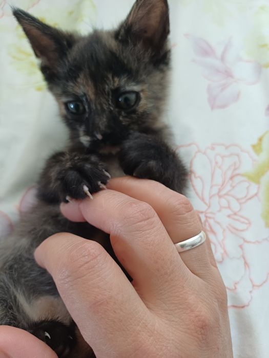 Отдам котят девочка и мальчик