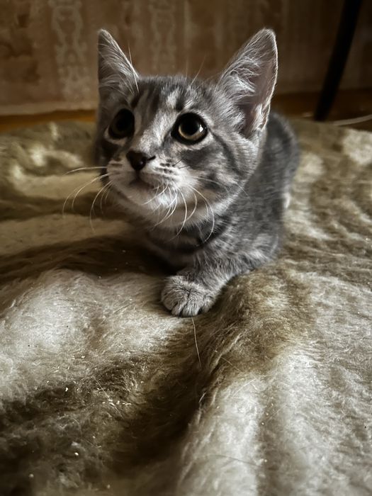Котенок девочка бесплатно