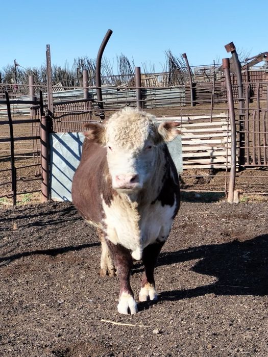 Казахский белоголовый бык