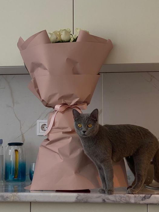 Отдам кошечку в добрые руки!