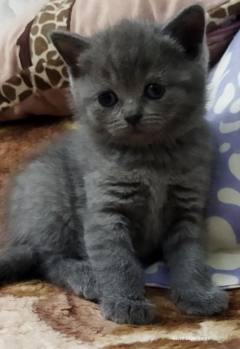 Шотланские котята