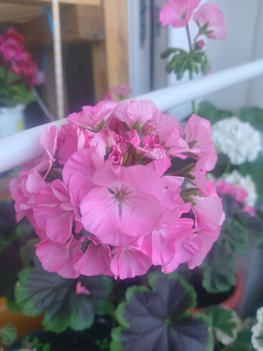 Продам пеларгонии