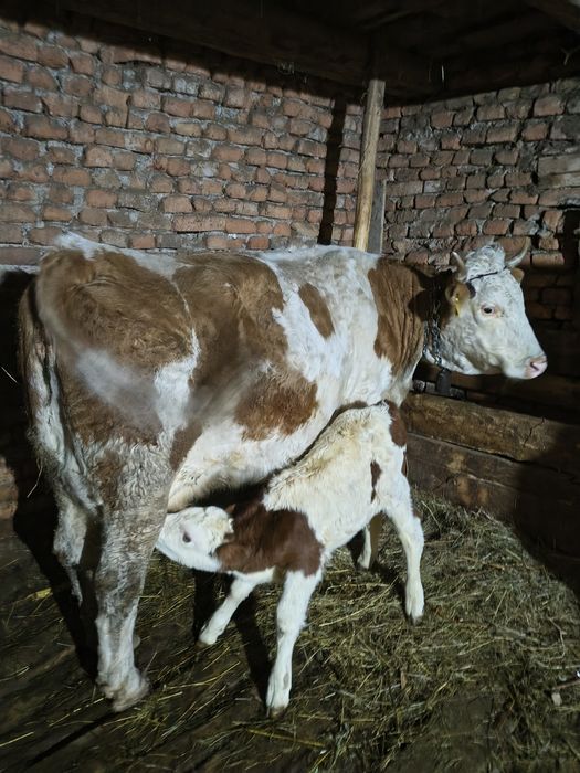 Vacă fătată cu vițel mascul de două săptămâni