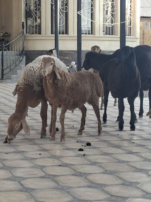 Козы кошкар сатылад