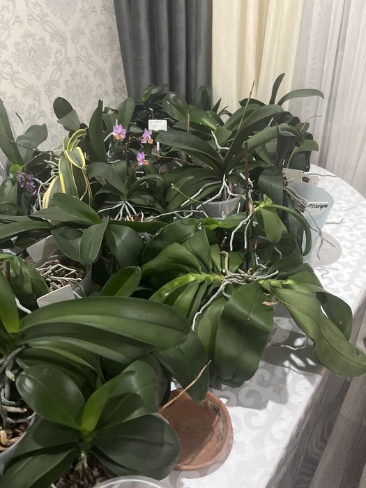Продам орхидеи 3500