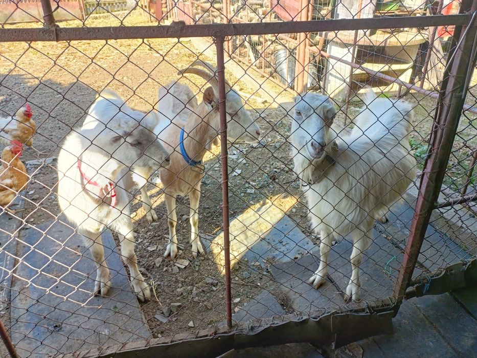 Vând 2 capre și un țap