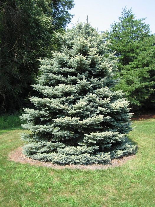 Озеленяване на паркове,градини,алей