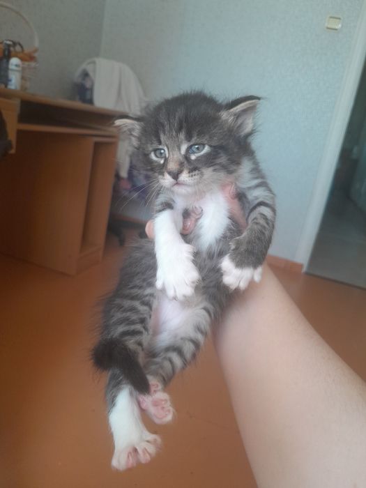 Домашние котятки 1 девочка 3 мальчика