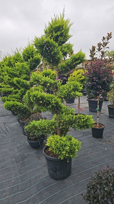 Pon pon - Spirale - Prunus laucerasus  - Leylandi gold