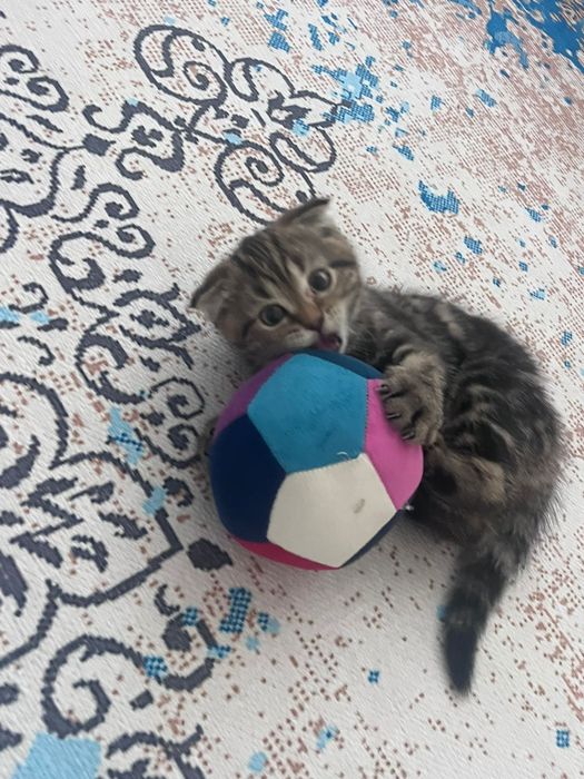 Продам котенка девочка