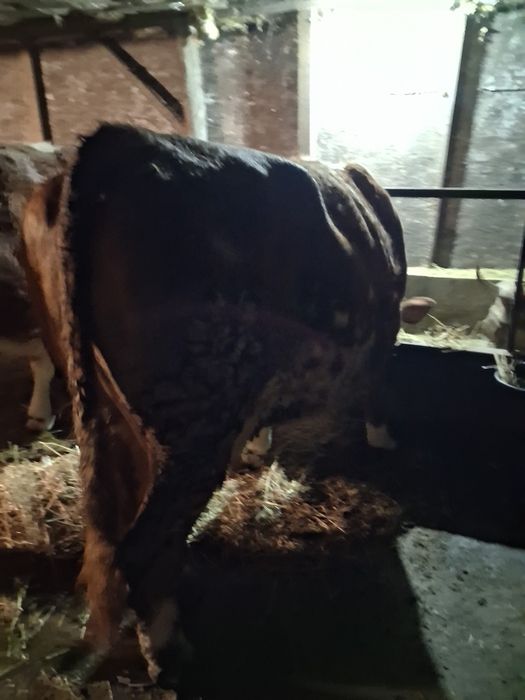 Vand vaci baltata romanesc