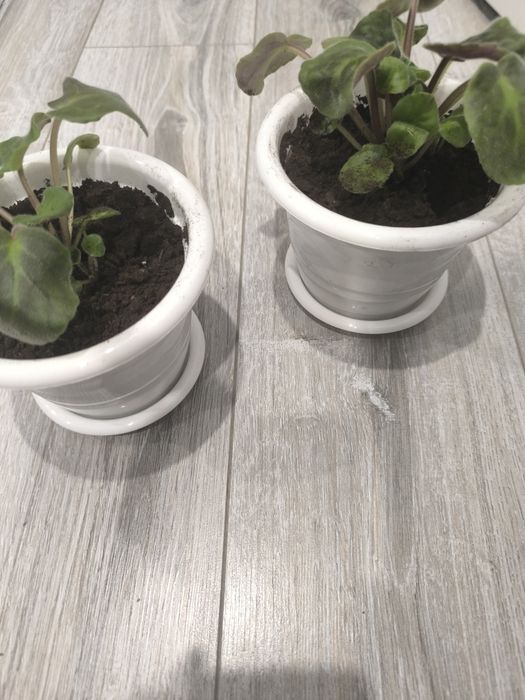 Продам цветы фиалки
