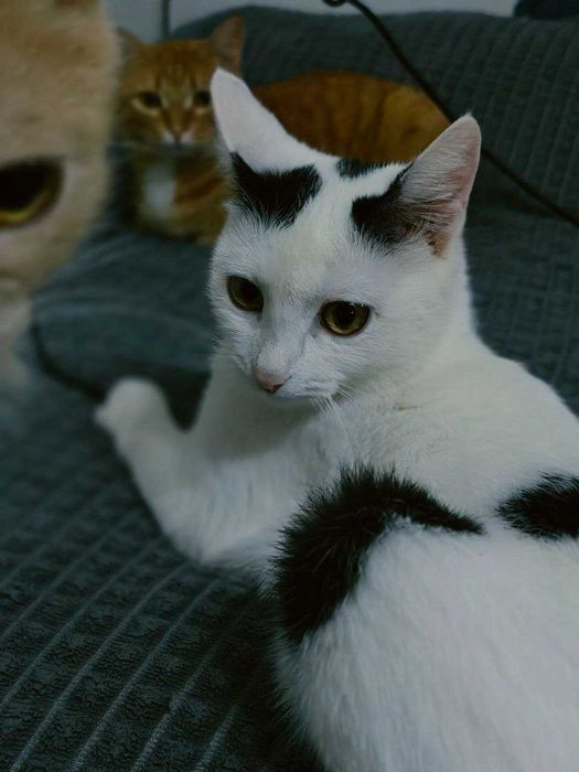 Кошка, стерилизованная