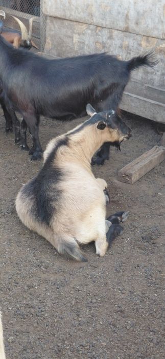 Крупные козы текелер