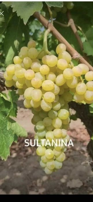 Mere.Aronia congelata.Suc aronia.Pomi:Nuci.Aluni.Ciresi.Meri.Visin.Soc