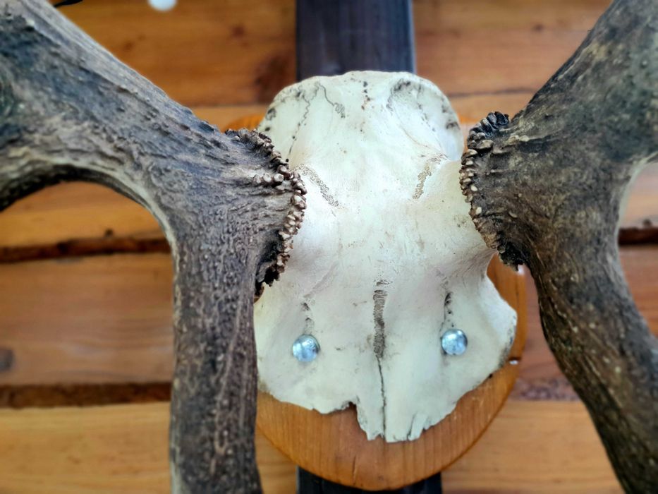 Trofeu cerb carpatin