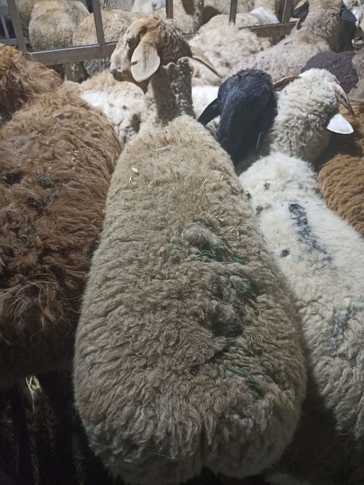 Кой қой, Бараны баран. Баран есть Доставка