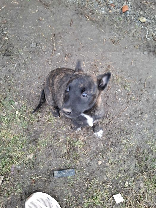 Кученца на 65 дни