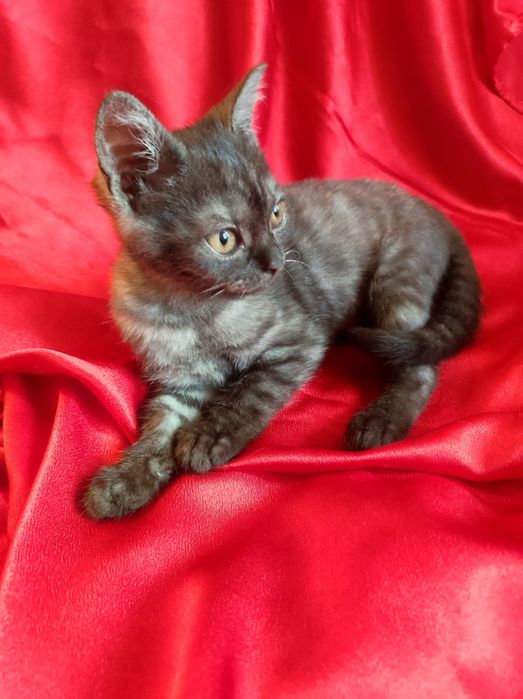 Котенок шотланка