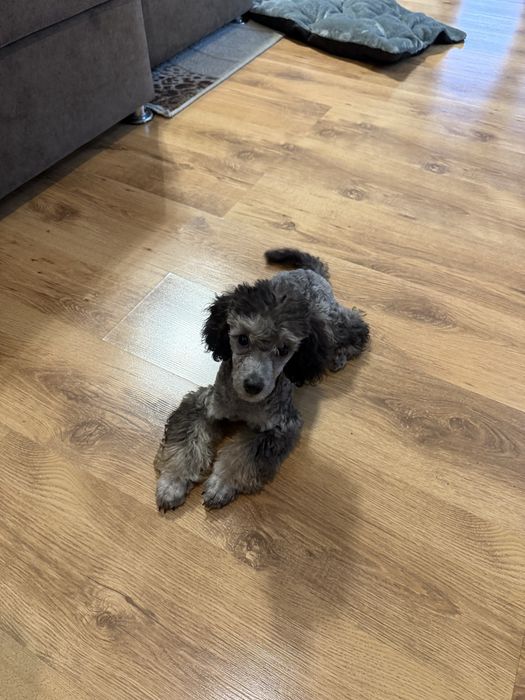 Карликовый пудель 4,5 месяца девочка